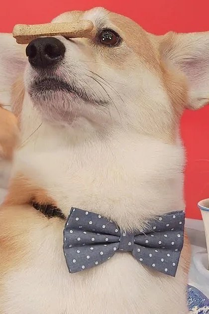 Three corgis sit at a table; one wears a bowtie and balances a biscuit on its nose while others sip from cups.