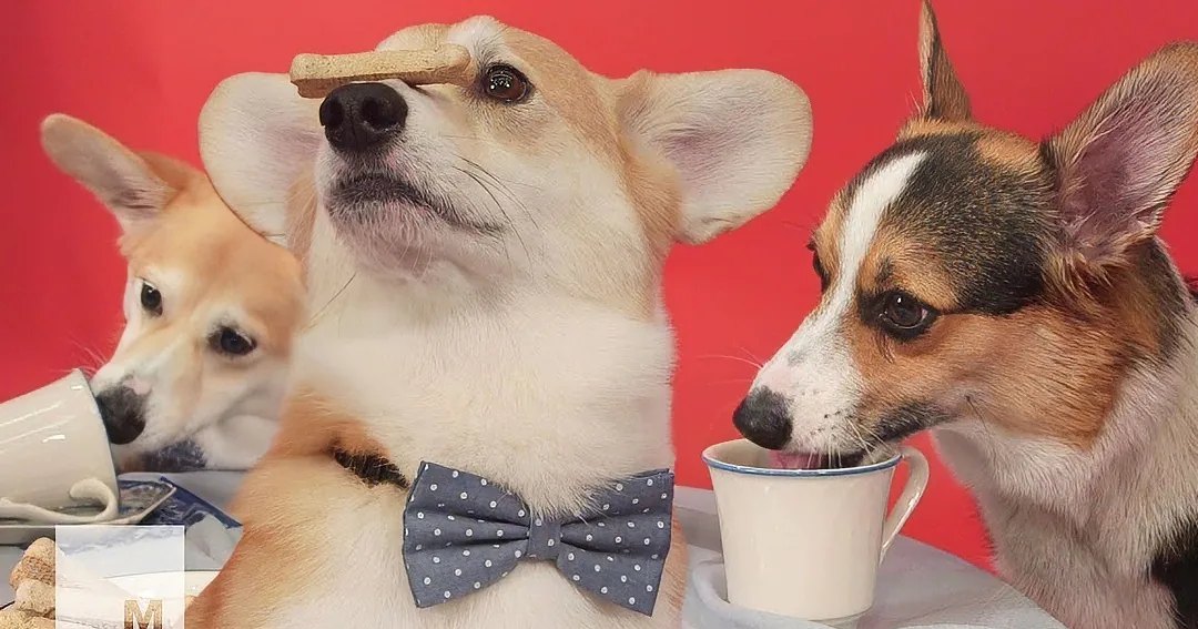 Three corgis sit at a table; one wears a bowtie and balances a biscuit on its nose while others sip from cups.