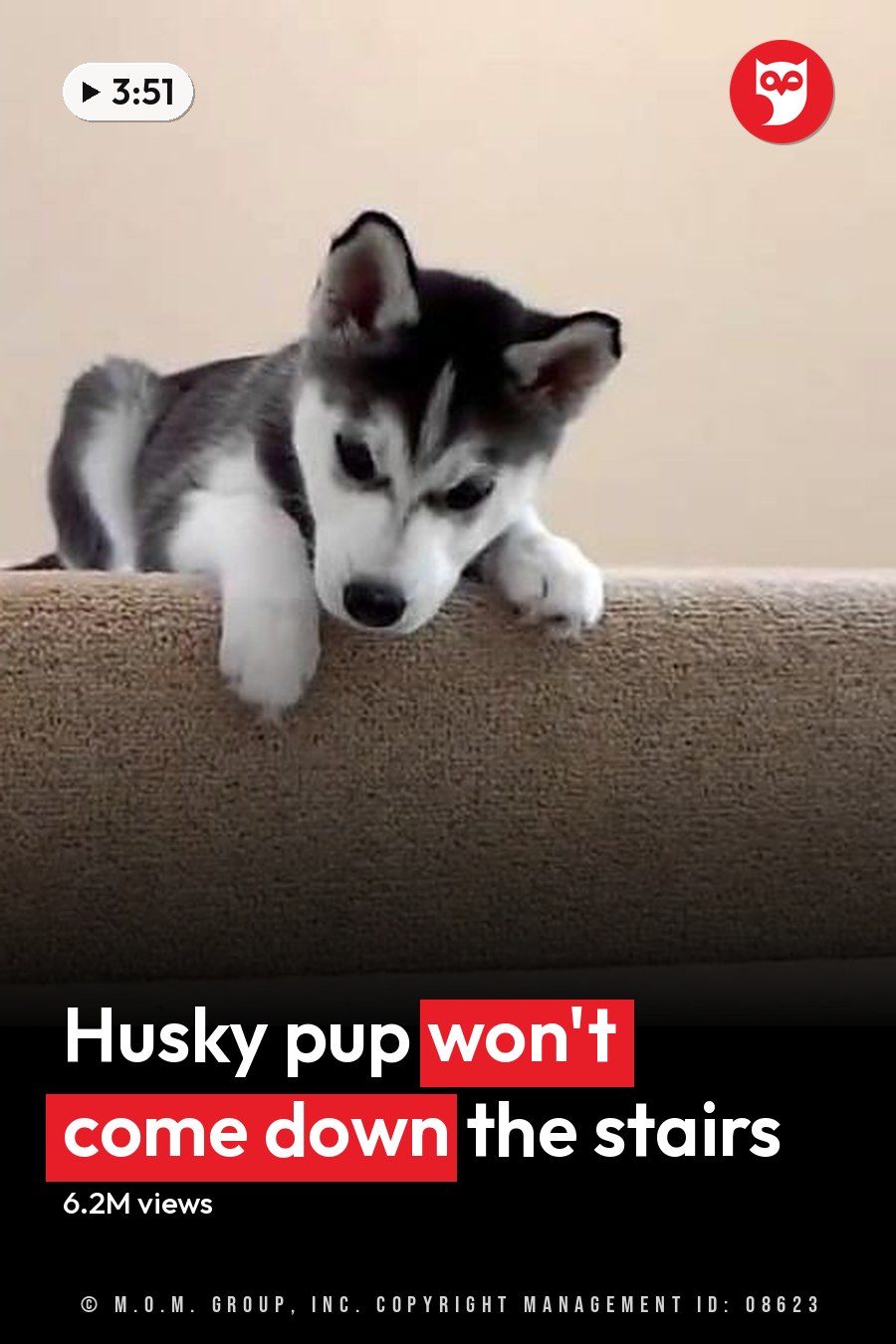 A young Husky puppy with black and white fur stands indoors, surrounded by carpeted stairs, glass railings, and a wooden door frame. The headline runs in white letters across the lower third.
