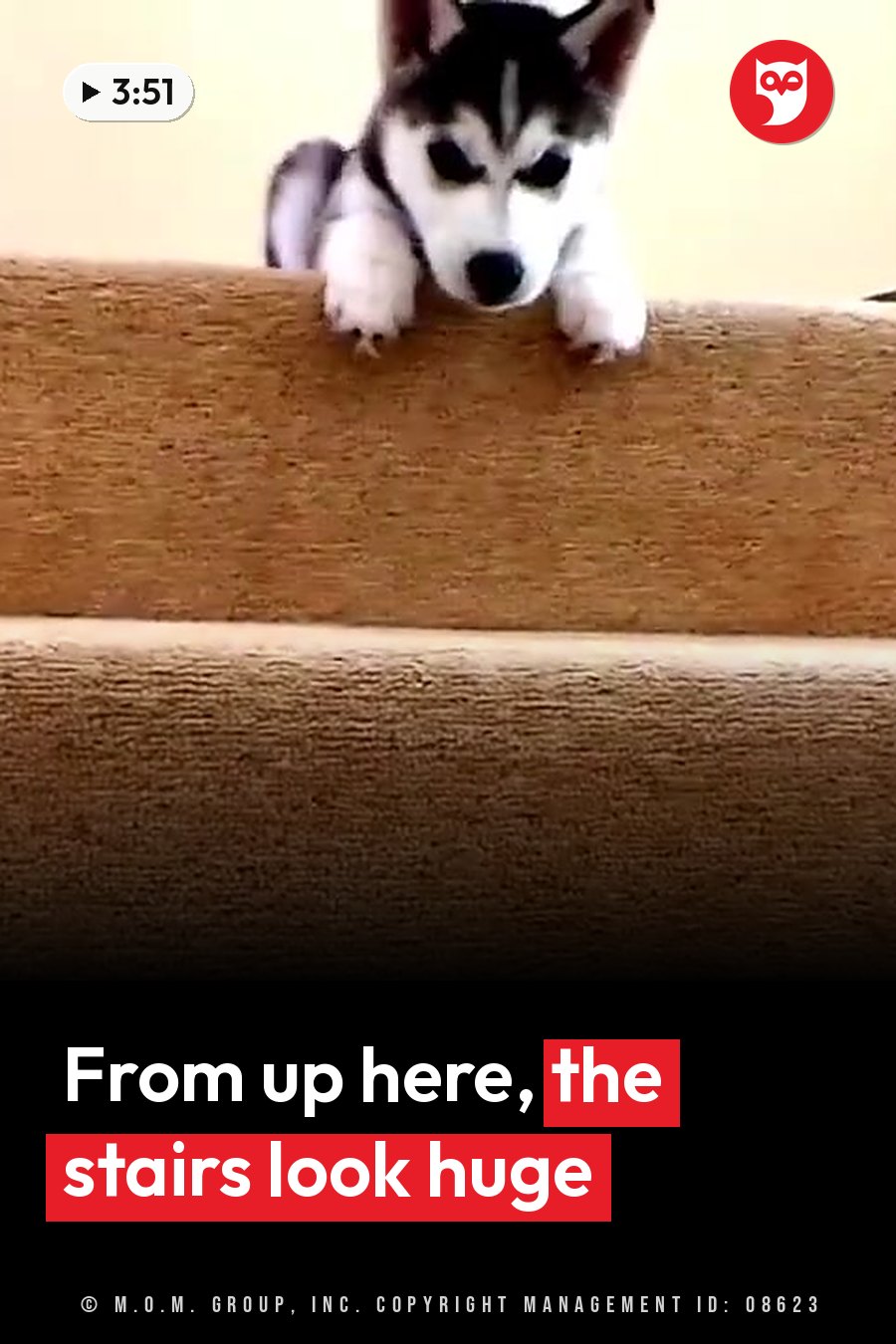 A small husky puppy peers over the edge of a carpeted step, front paws resting on it. A headline runs in white letters across the lower third.
