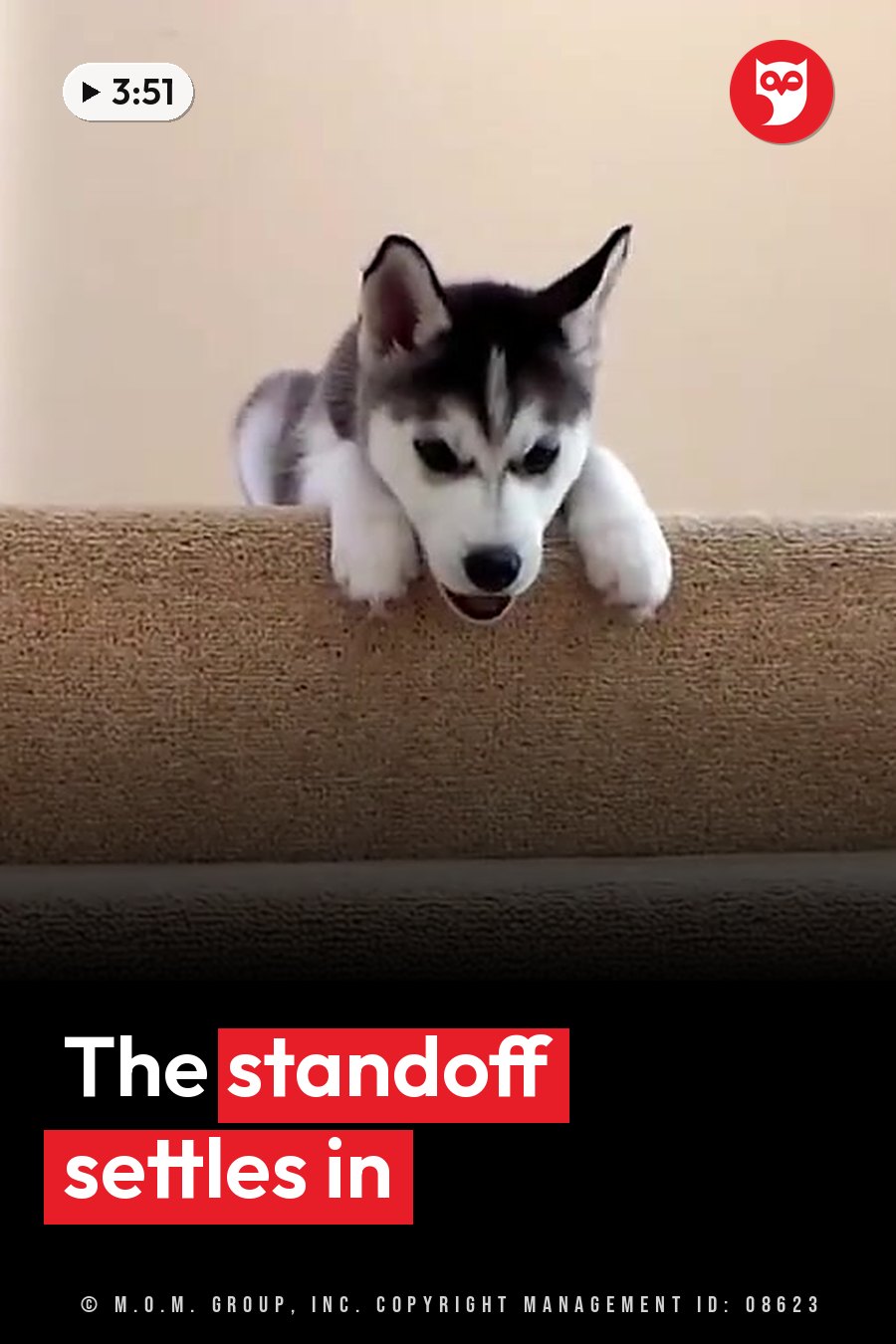 A small husky puppy rests on a carpeted step with front paws hanging over the edge, looking ahead with dark eyes. A headline runs in white letters across the lower third.