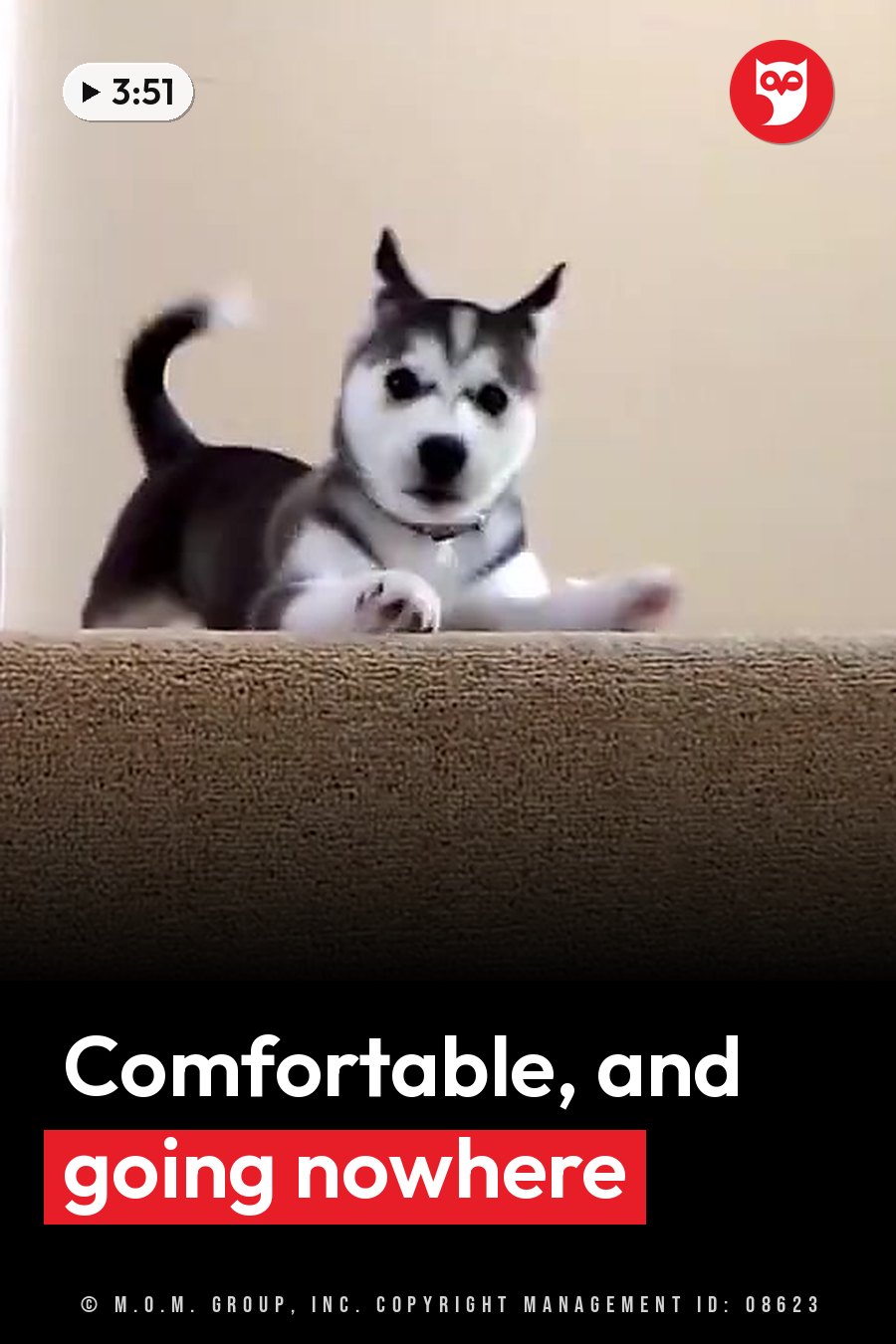 A small husky puppy lies on carpet with front paws stretched forward and tail curled upward. A headline runs in white letters across the lower third.