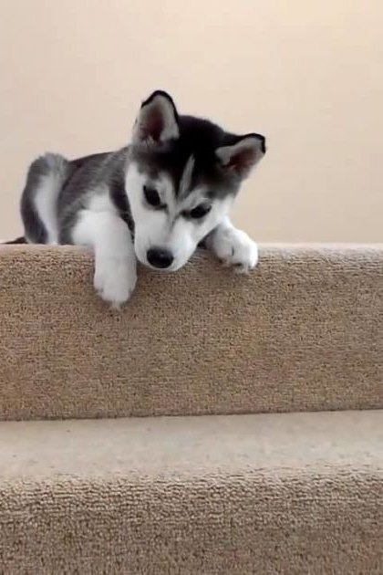 A young Husky puppy with black and white fur stands indoors, surrounded by carpeted stairs, glass railings, and a wooden door frame.