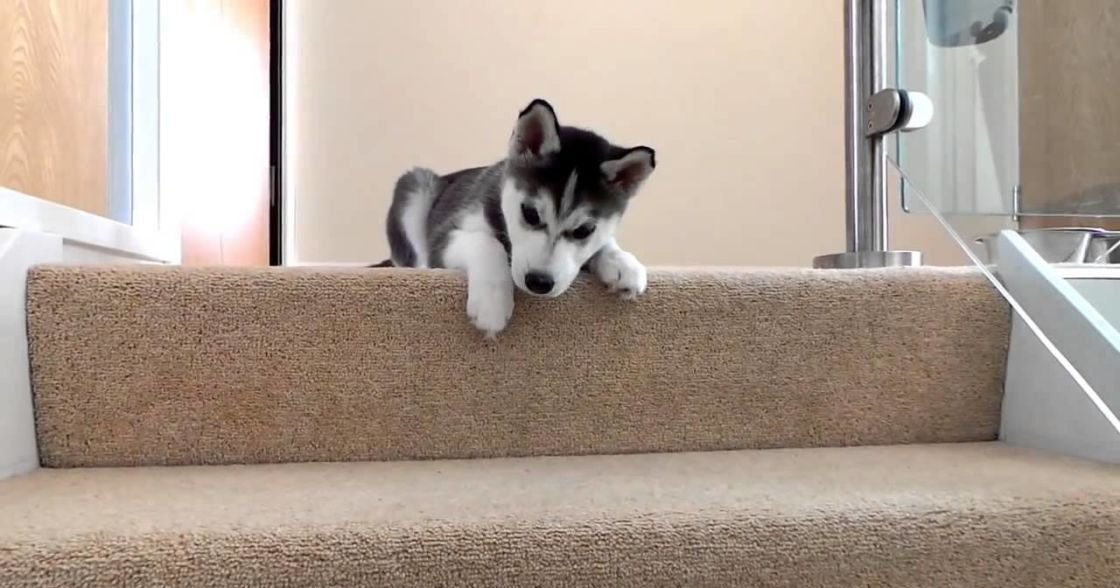 A young Husky puppy with black and white fur stands indoors, surrounded by carpeted stairs, glass railings, and a wooden door frame.