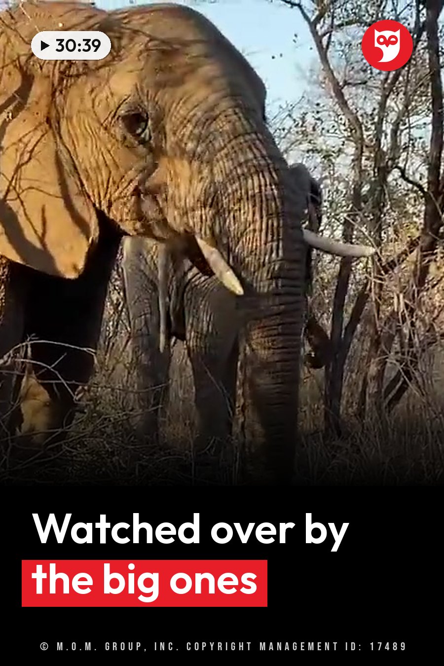 An elephant with tusks stands among dry trees and brush in bright sunlight. A headline runs in white letters across the lower third.