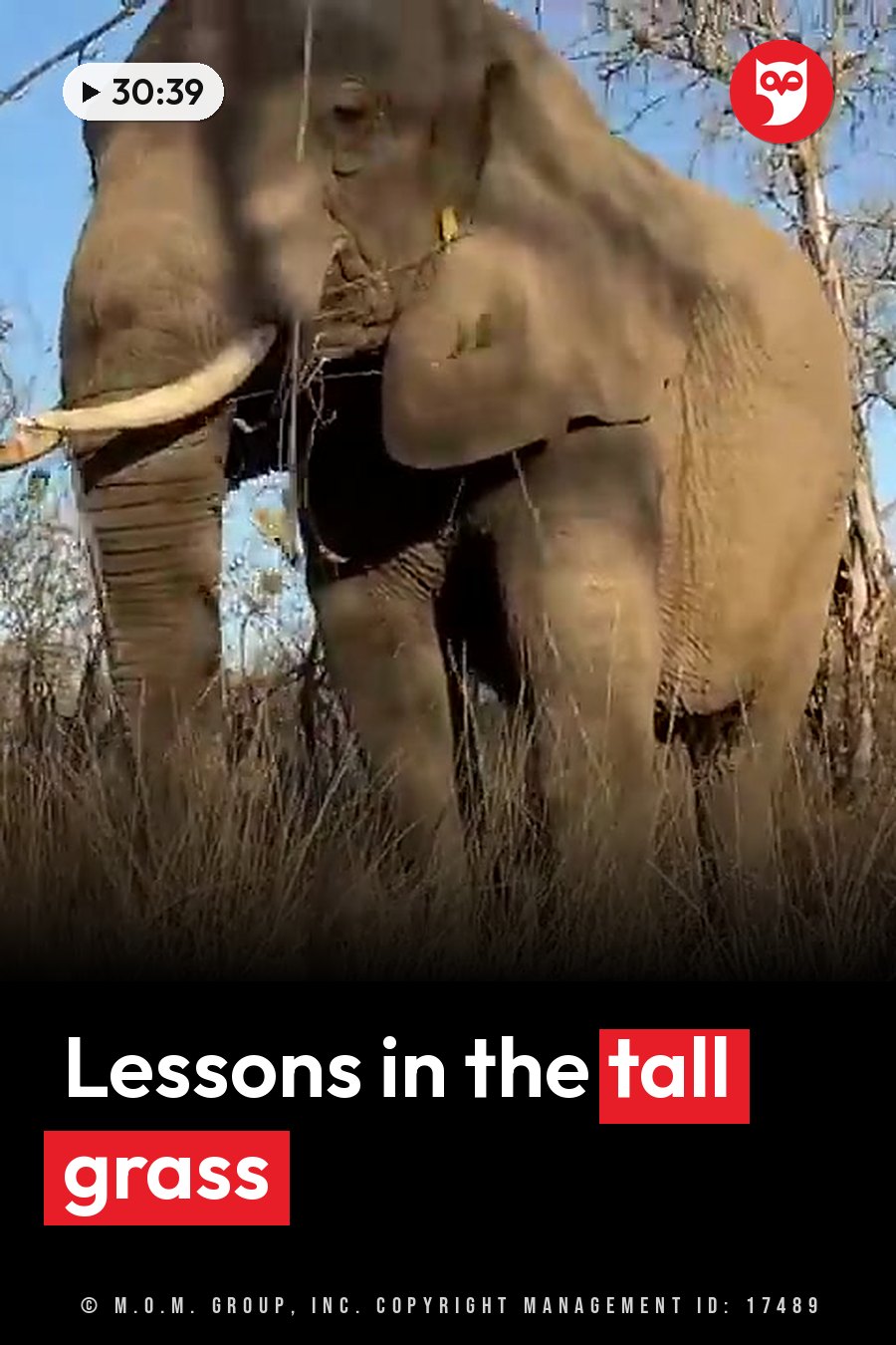 An elephant stands in tall grass with its trunk raised, near trees under a clear blue sky. A headline runs in white letters across the lower third.