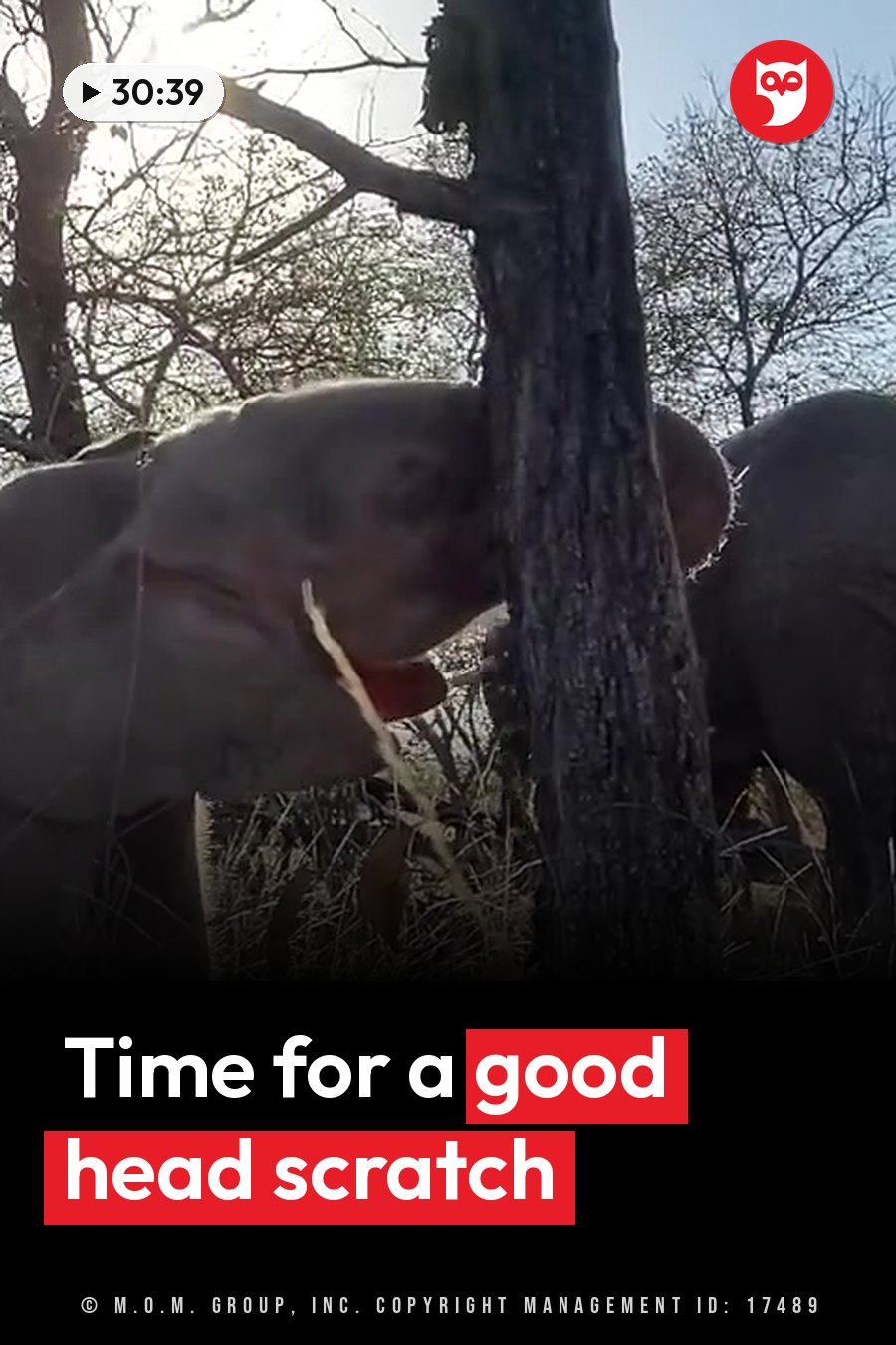 An elephant rubs its head against a tree trunk while another elephant stands nearby in dry grass. A headline runs in white letters across the lower third.