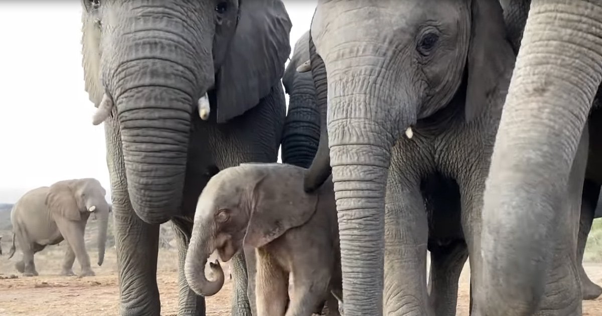 African elephants in a savanna landscape with dry grass and sparse vegetation during late summer or early autumn, under bright daytime light.