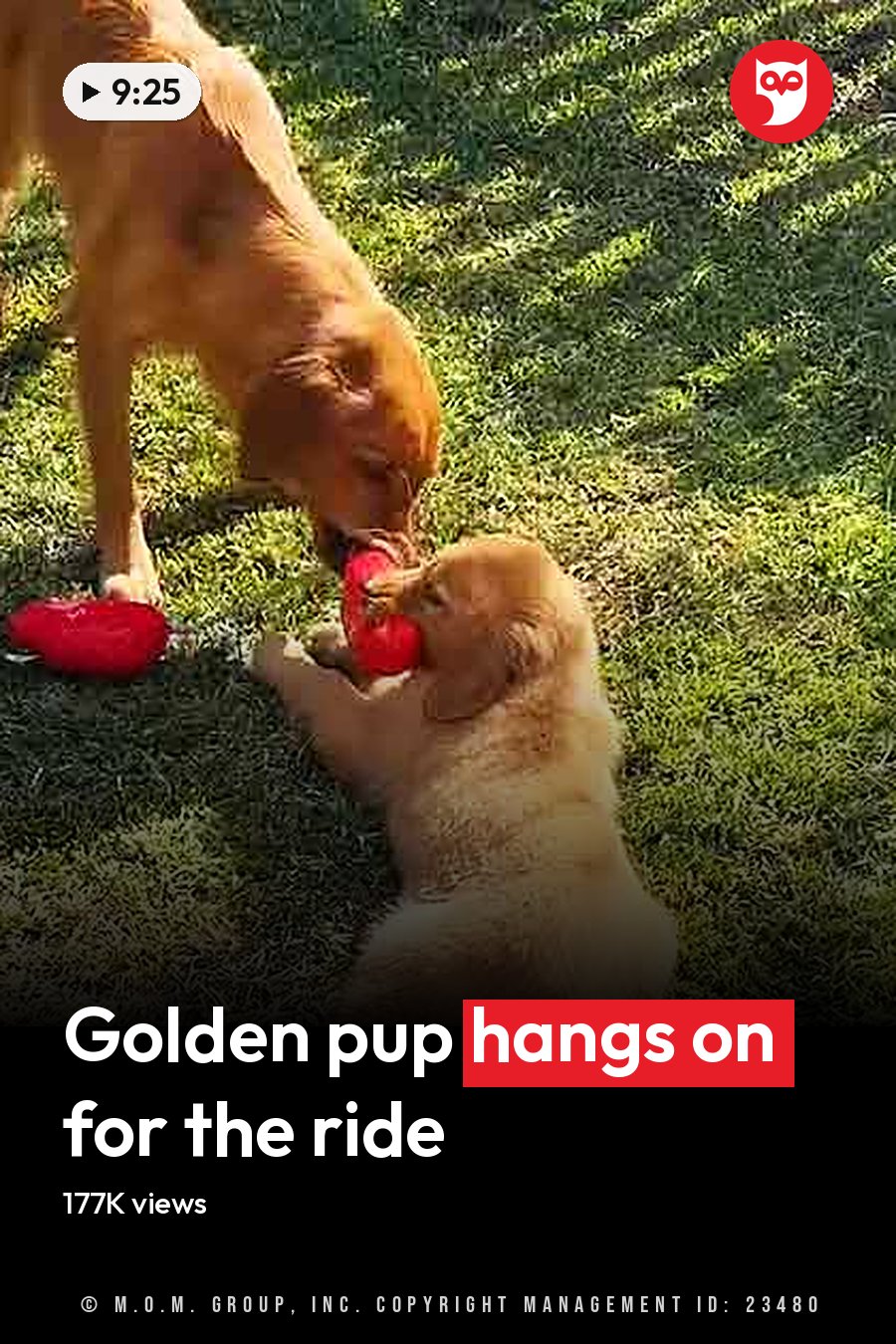 A golden retriever puppy playing with an adult dog in a sunlit, grassy outdoor setting. The headline runs in white letters across the lower third.