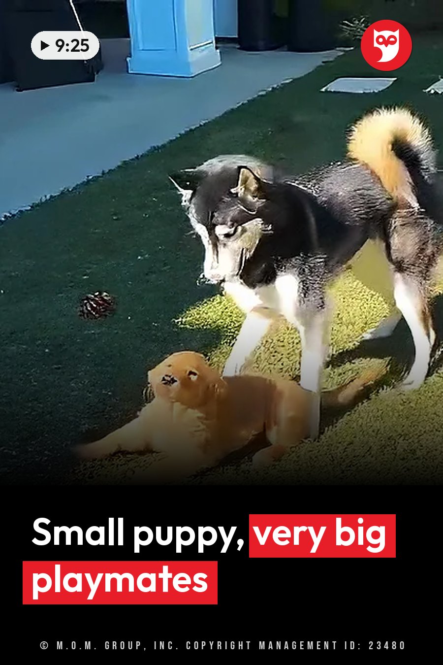 A large black-and-white dog stands over a small golden puppy lying on grass near a pinecone. A headline runs in white letters across the lower third.