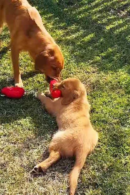 A golden retriever puppy playing with an adult dog in a sunlit, grassy outdoor setting.
