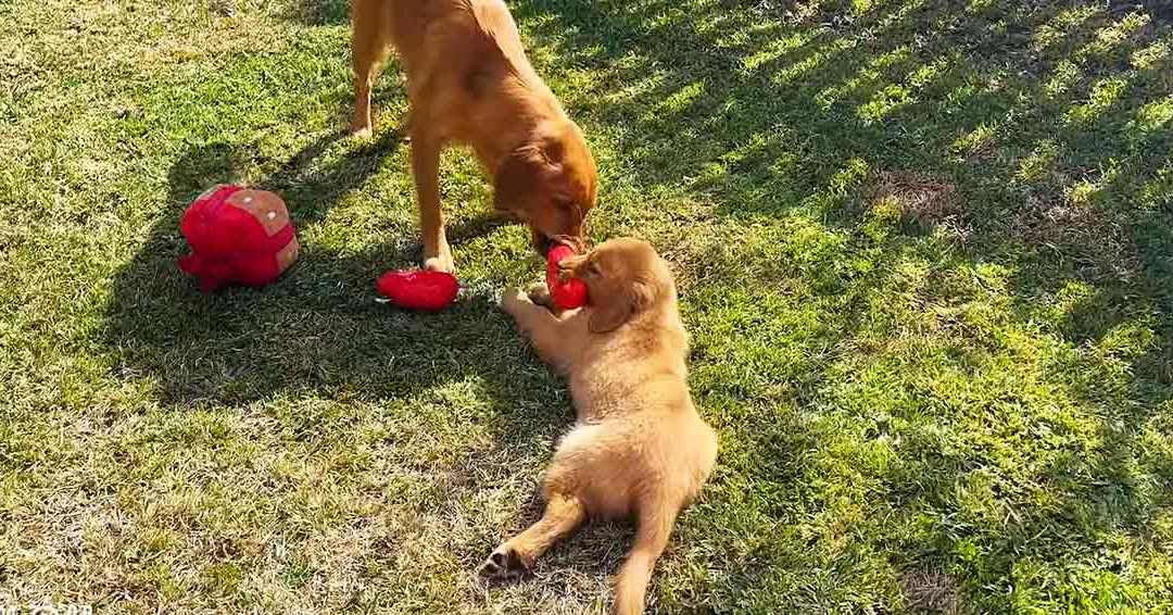 A golden retriever puppy playing with an adult dog in a sunlit, grassy outdoor setting.