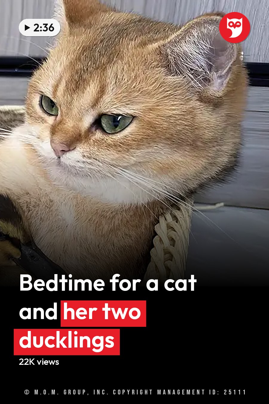 Indoor scene with a tabby cat, two ducklings, and a wicker basket containing them; light brown coat with white markings on the cat, yellow heads and black bodies of the ducklings. The headline runs in white letters across the lower third.