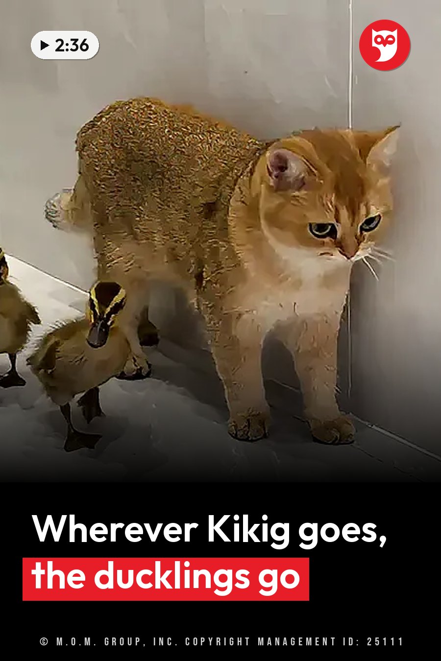 A cat with wet fur stands near a wall while two ducklings walk beside her on a tiled floor. A headline runs in white letters across the lower third.