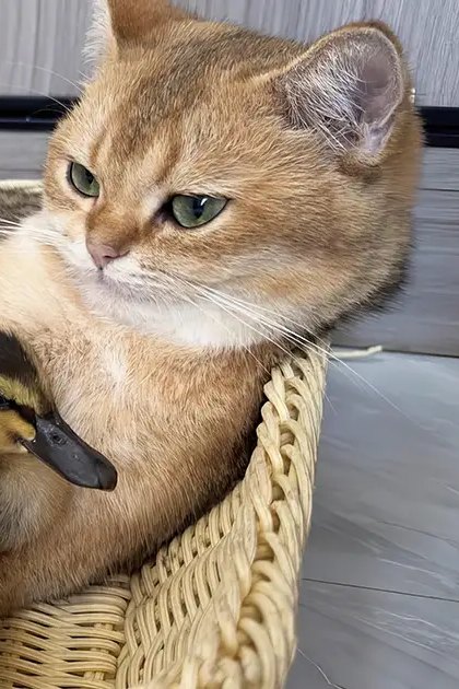 Indoor scene with a tabby cat, two ducklings, and a wicker basket containing them; light brown coat with white markings on the cat, yellow heads and black bodies of the ducklings.