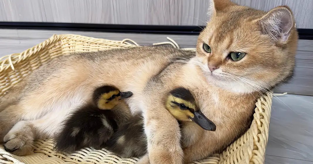 Indoor scene with a tabby cat, two ducklings, and a wicker basket containing them; light brown coat with white markings on the cat, yellow heads and black bodies of the ducklings.