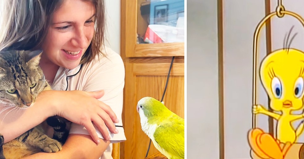 Young adult female in a casual indoor setting with wooden furniture and a green parrot, light natural lighting, and soft colors like brown, cream, and green.