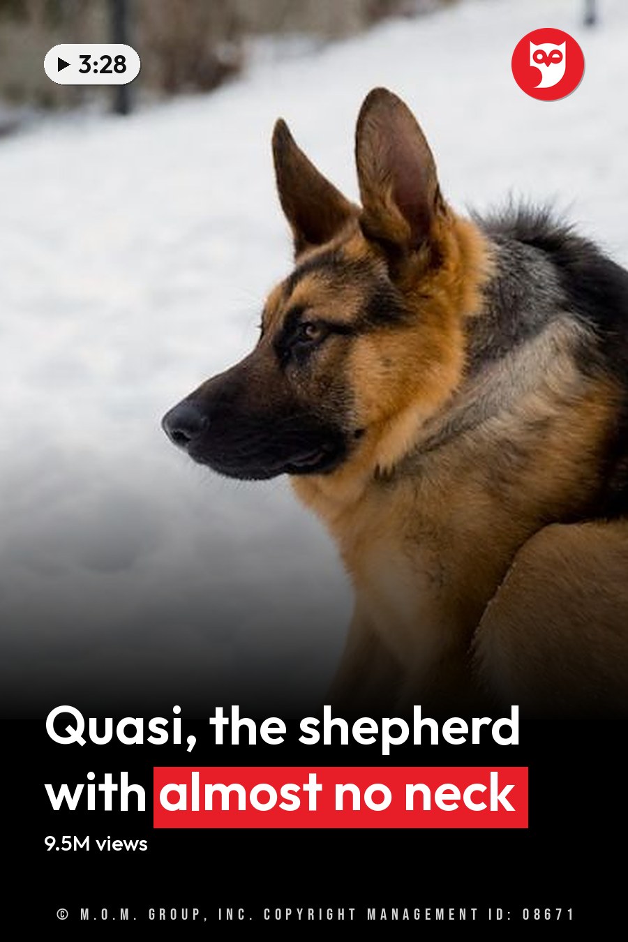 A German Shepherd dog in a snowy outdoor setting on what appears to be an overcast winter day. The headline runs in white letters across the lower third.