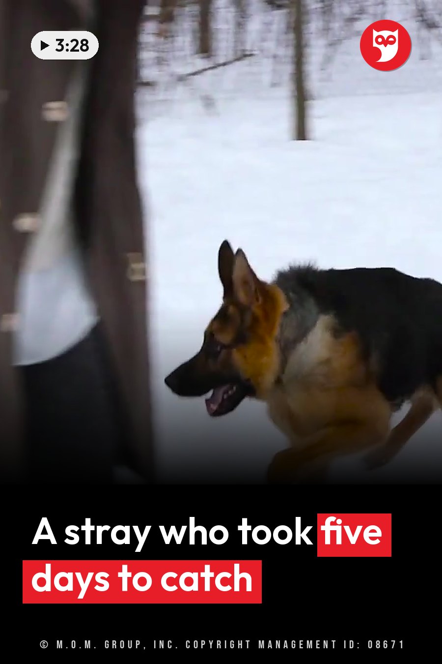 A German shepherd runs through snow, with a person partly visible at the left edge of the frame. A headline runs in white letters across the lower third.