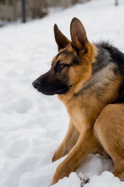 A German Shepherd dog in a snowy outdoor setting on what appears to be an overcast winter day.