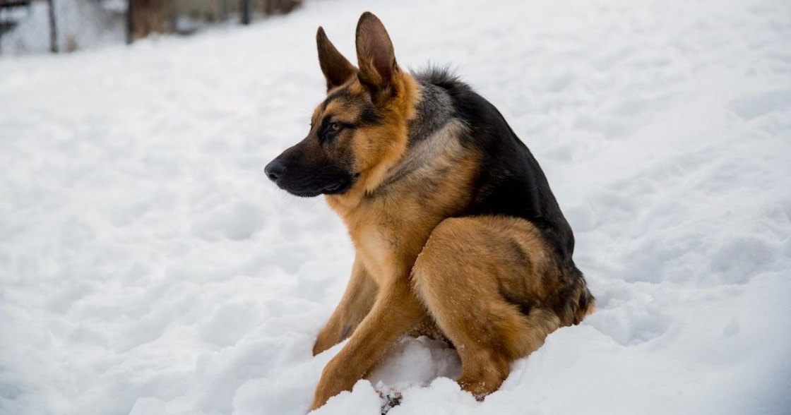 A German Shepherd dog in a snowy outdoor setting on what appears to be an overcast winter day.