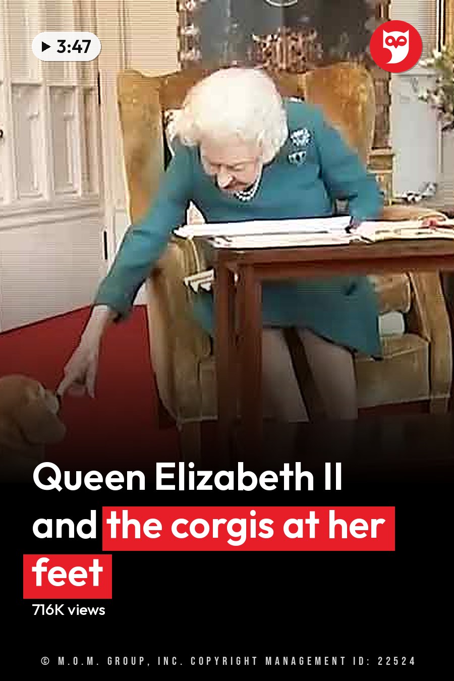 A golden-colored Corgi dog with white markings on its chest and paws, seated in a formal room within Buckingham Palace. The headline runs in white letters across the lower third.