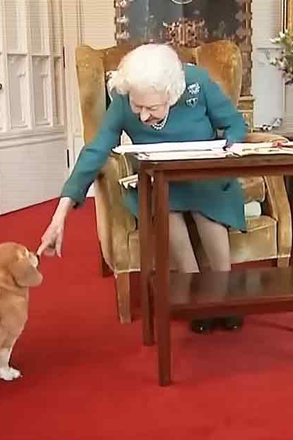 A golden-colored Corgi dog with white markings on its chest and paws, seated in a formal room within Buckingham Palace.