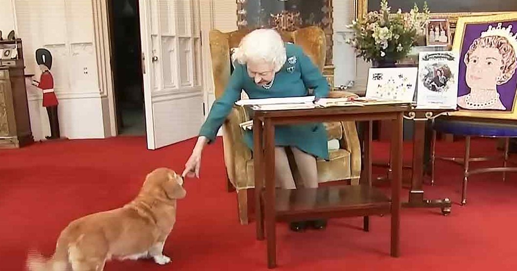 A golden-colored Corgi dog with white markings on its chest and paws, seated in a formal room within Buckingham Palace.