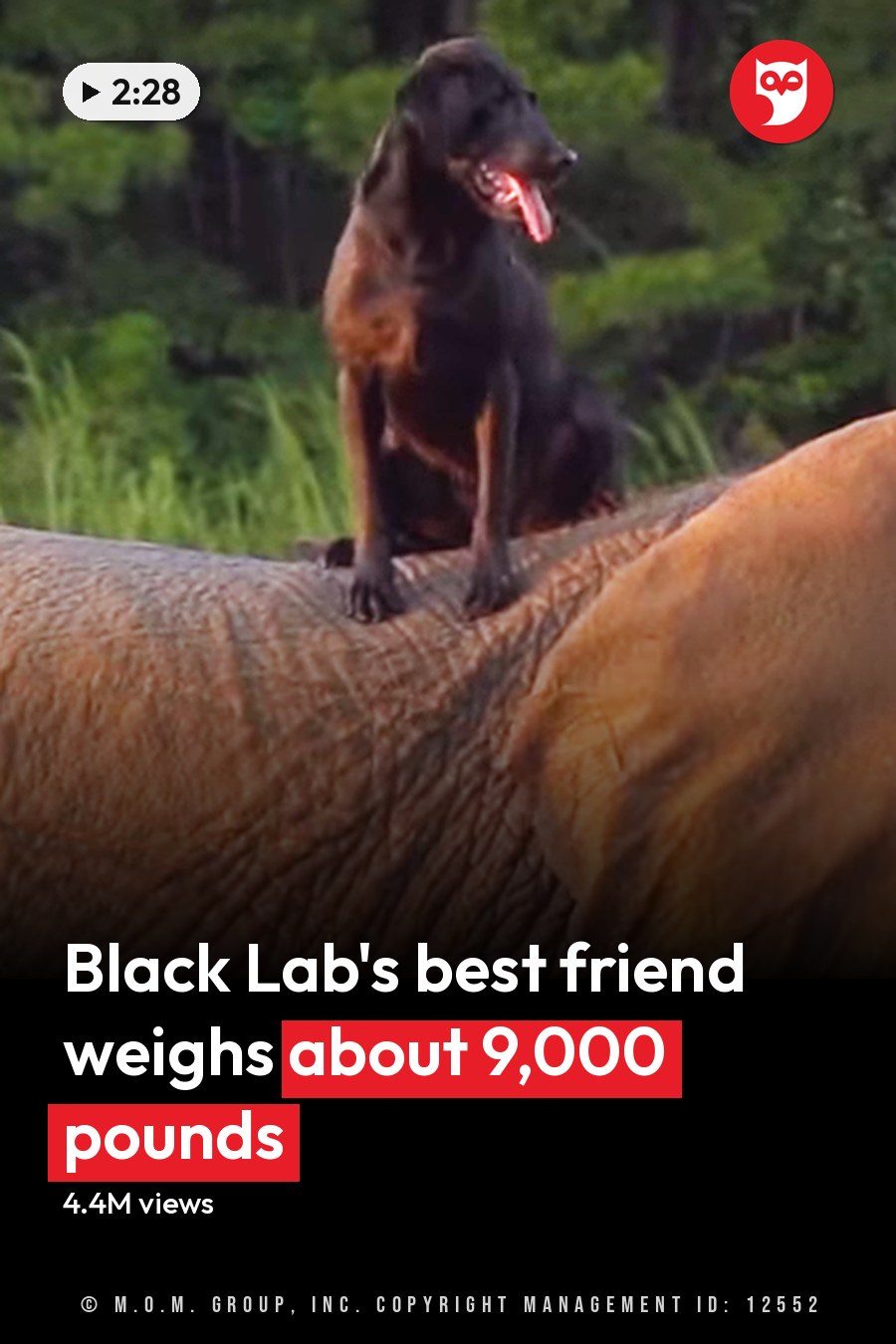 Adult elephant with large ears and tusks in a lush green forest, likely summer or spring, with warm sunlight illuminating its skin. The headline runs in white letters across the lower third.