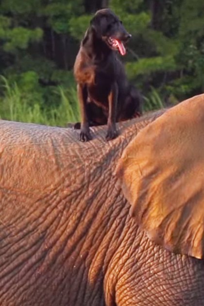 Adult elephant with large ears and tusks in a lush green forest, likely summer or spring, with warm sunlight illuminating its skin.