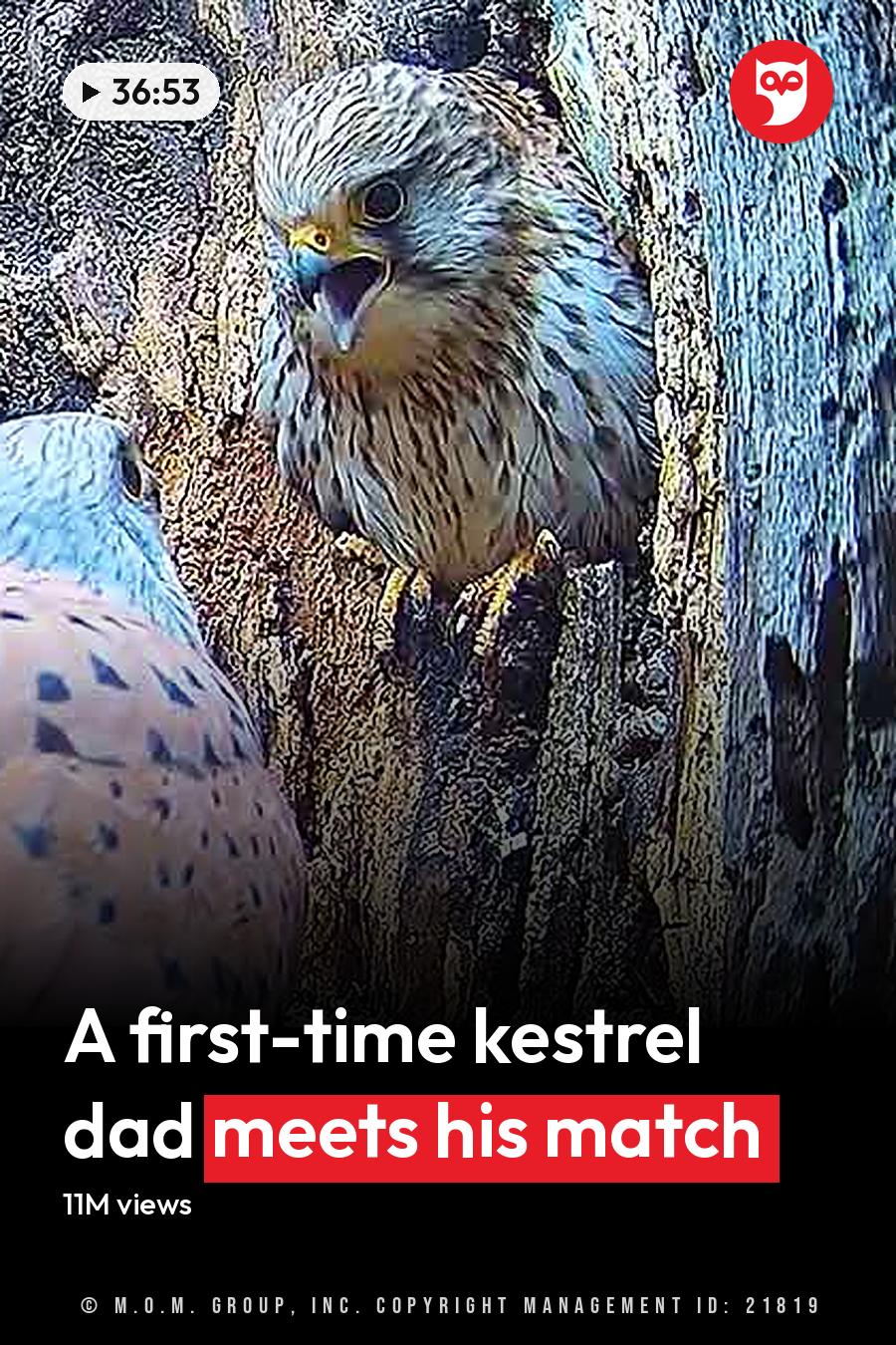 Two kestrels, one adult with brown and white plumage, another juvenile or young with speckled markings on head and body, standing near a tree trunk in an earthy-toned natural setting. The headline runs in white letters across the lower third.
