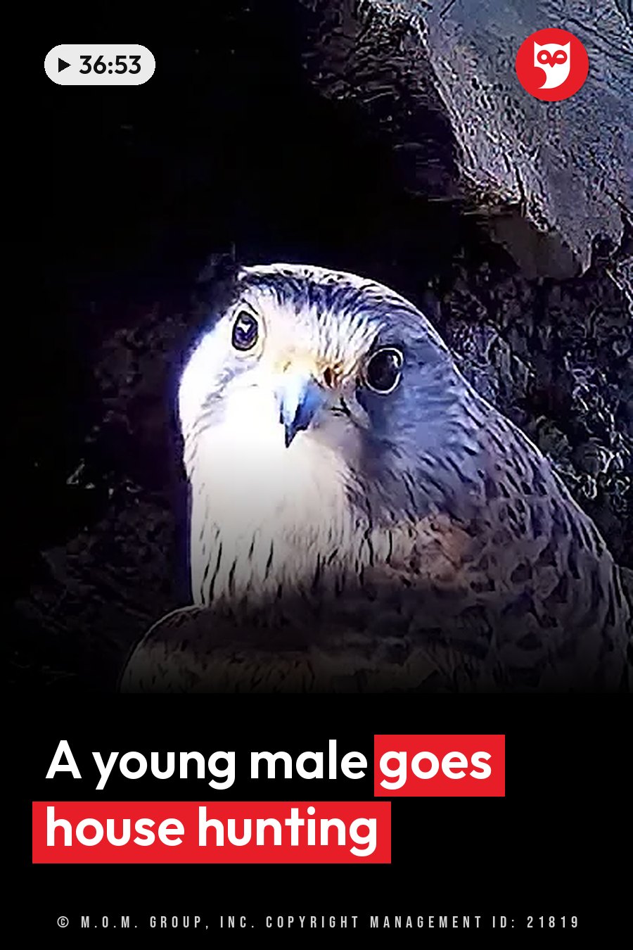 A bird with dark eyes and a hooked beak looks out from a shadowy, rocky crevice. A headline runs in white letters across the lower third.
