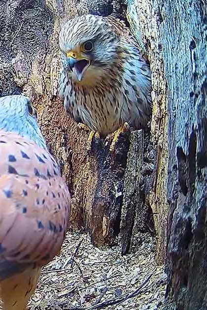 Two kestrels, one adult with brown and white plumage, another juvenile or young with speckled markings on head and body, standing near a tree trunk in an earthy-toned natural setting.