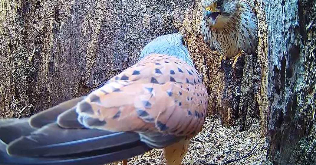 Two kestrels, one adult with brown and white plumage, another juvenile or young with speckled markings on head and body, standing near a tree trunk in an earthy-toned natural setting.