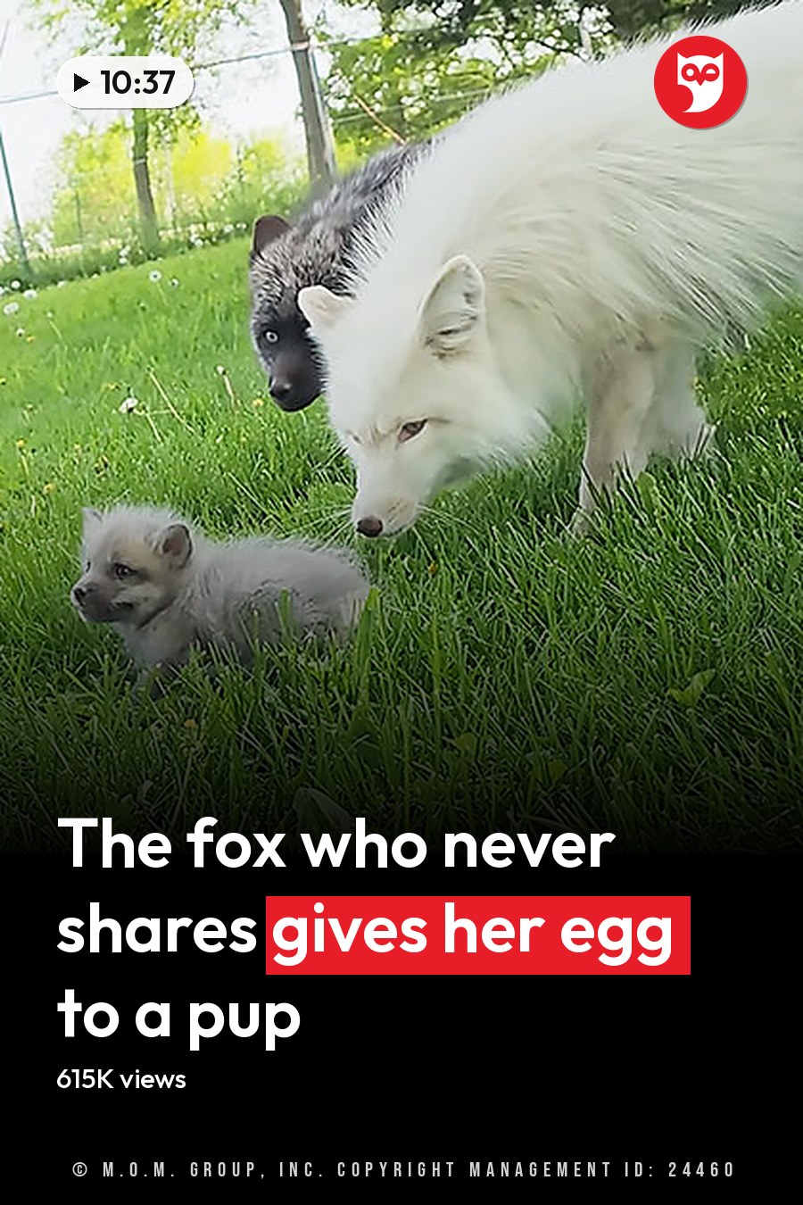Arctic foxes in a grassy outdoor area with dandelions suggesting spring or summer light is natural daylight, indicating daytime. The headline runs in white letters across the lower third.