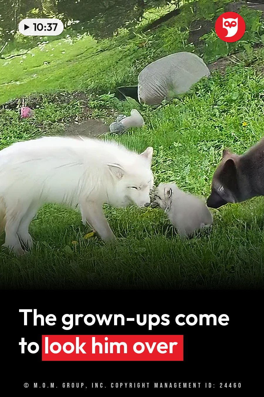 A white fox and a small pup nose the grass near a dark-furred animal, with a gray animal farther back on a green lawn. A headline runs in white letters across the lower third.