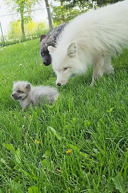 Arctic foxes in a grassy outdoor area with dandelions suggesting spring or summer light is natural daylight, indicating daytime.