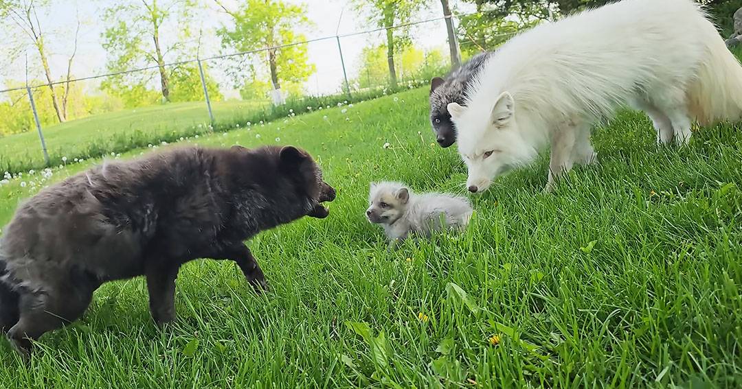 Arctic foxes in a grassy outdoor area with dandelions suggesting spring or summer light is natural daylight, indicating daytime.