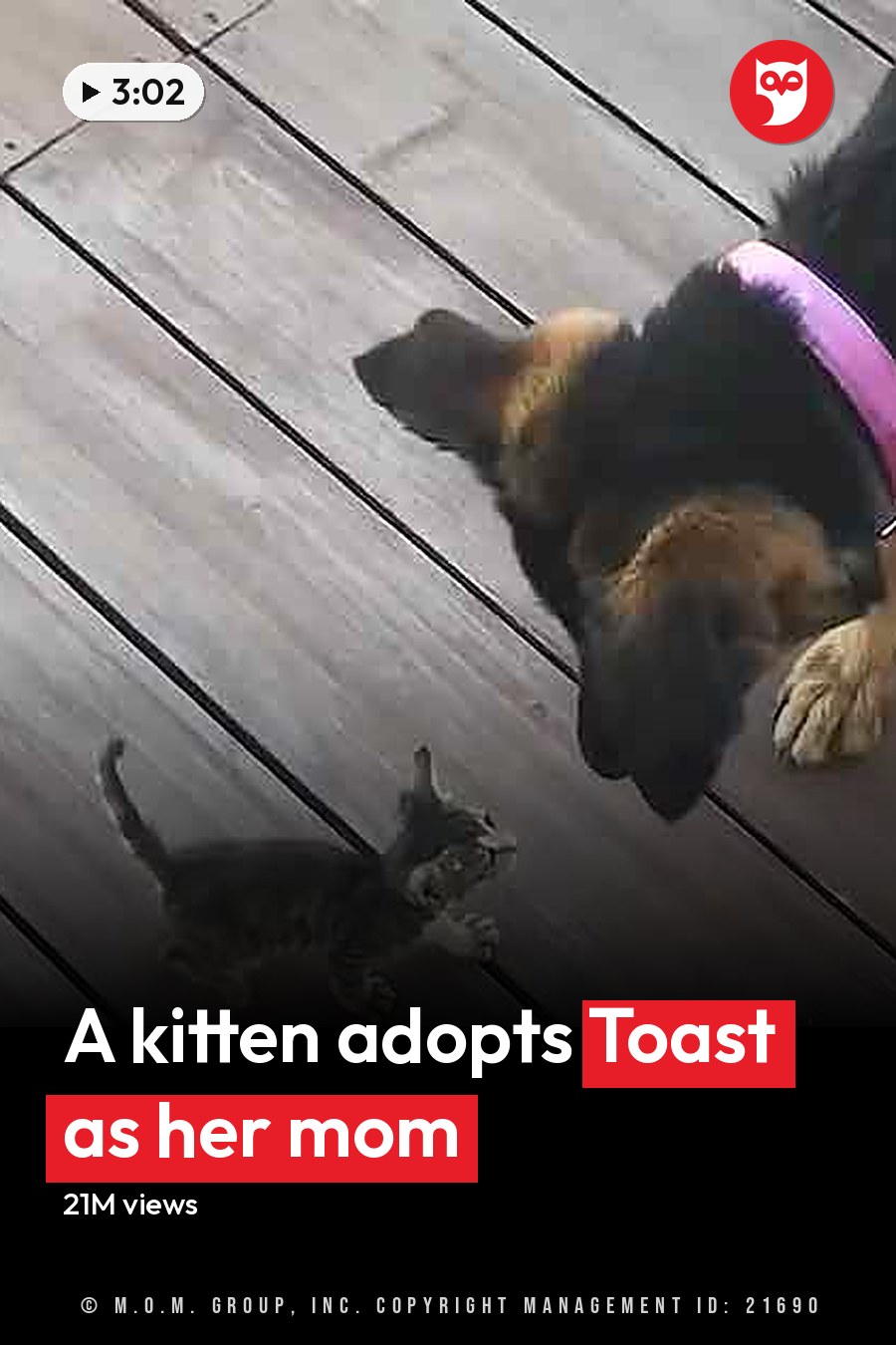 A tabby kitten interacts with a German Shepherd adult dog on a wooden deck in natural light. The headline runs in white letters across the lower third.