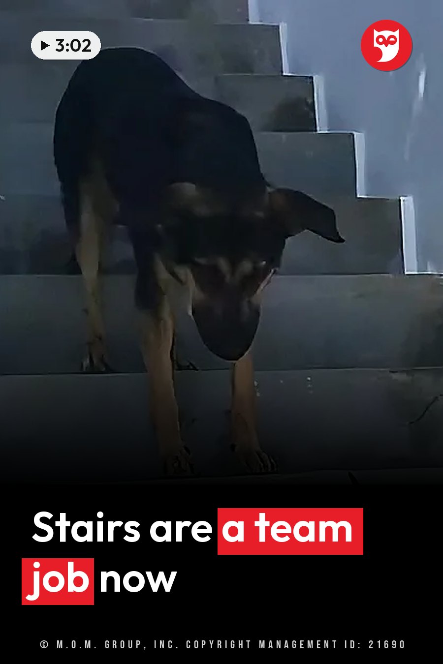 A black and tan dog stands on concrete stairs with her head lowered and her paws resting on the step below. A headline runs in white letters across the lower third.