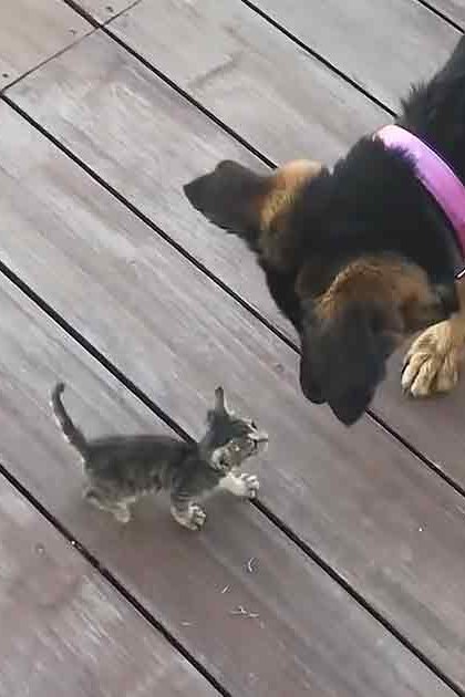A tabby kitten interacts with a German Shepherd adult dog on a wooden deck in natural light.