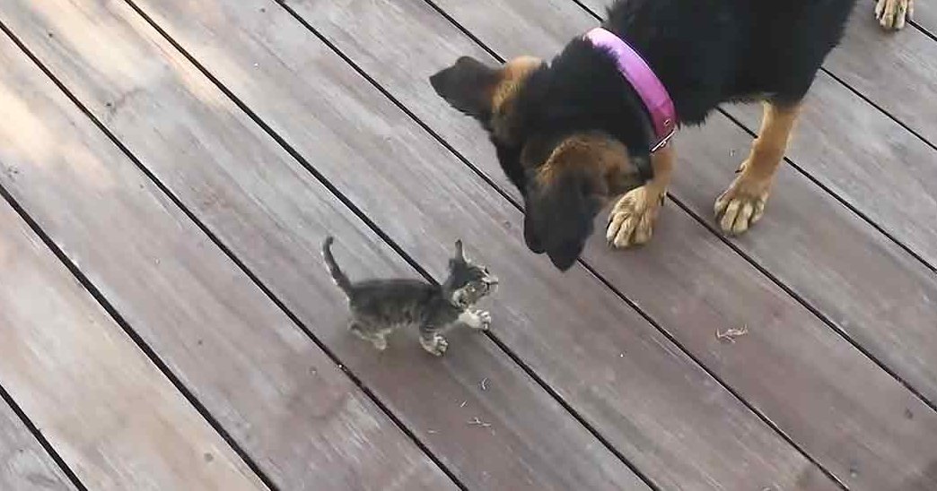 A tabby kitten interacts with a German Shepherd adult dog on a wooden deck in natural light.