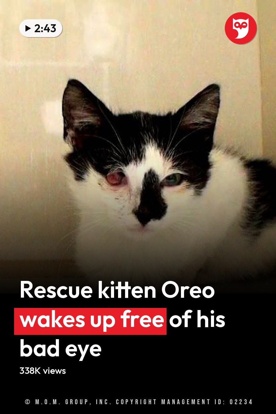 A black-and-white adult cat with dark eye markings sits indoors on a smooth surface against light-colored walls and flooring. The headline runs in white letters across the lower third.