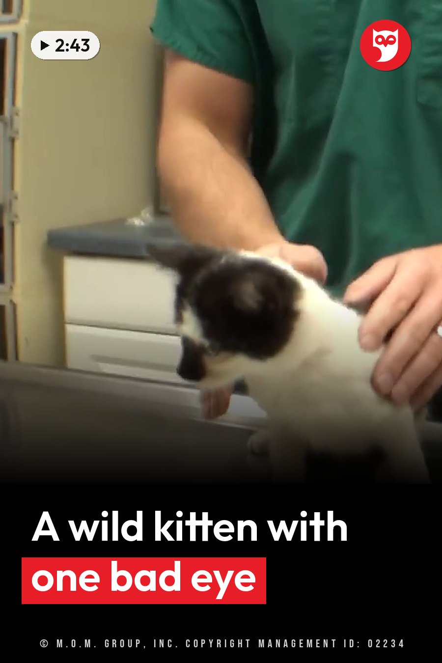 A person in green scrubs holds a small black-and-white kitten on an exam table. A headline runs in white letters across the lower third.