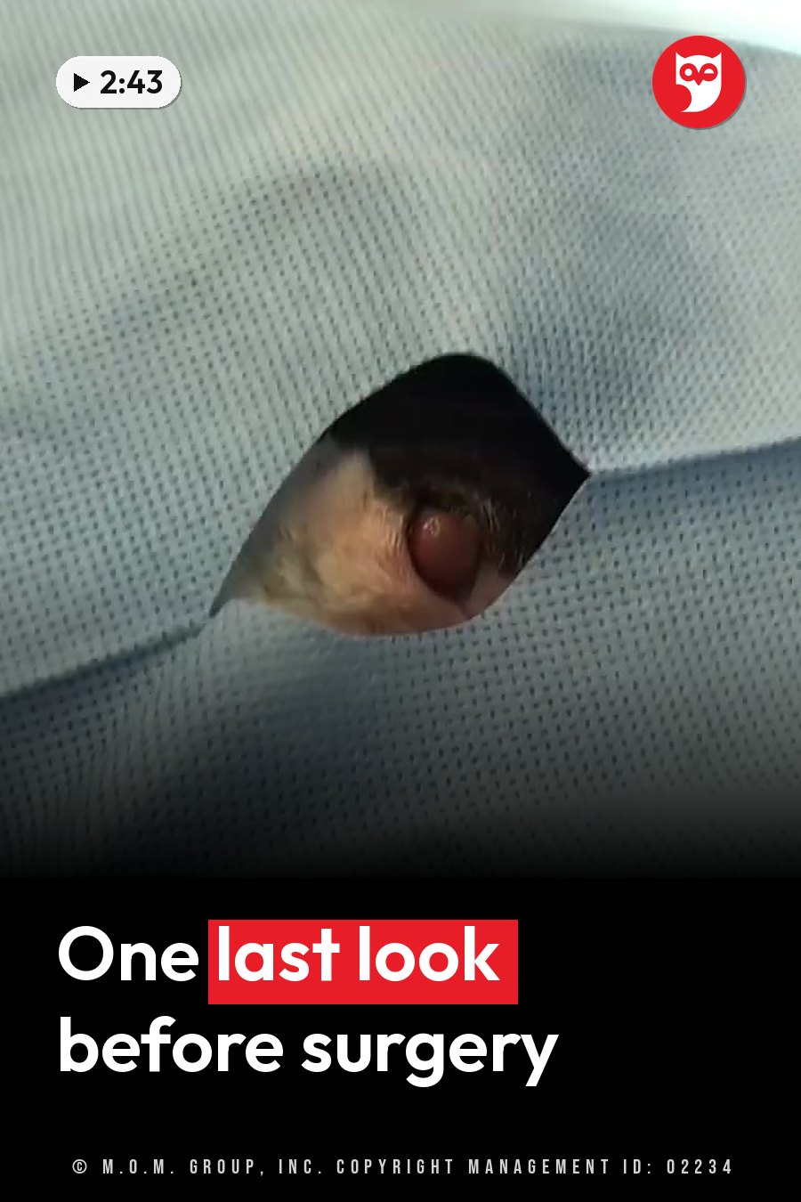 A kitten's eye shows through an opening in a surgical drape. A headline runs in white letters across the lower third.