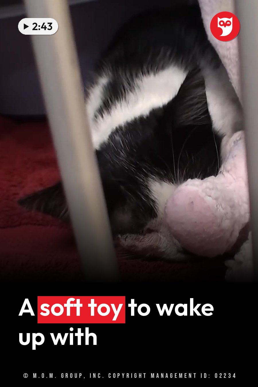 A black-and-white kitten sleeps curled up beside a pink stuffed toy on red carpet, below metal bars. A headline runs in white letters across the lower third.