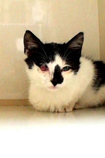 A black-and-white adult cat with dark eye markings sits indoors on a smooth surface against light-colored walls and flooring.