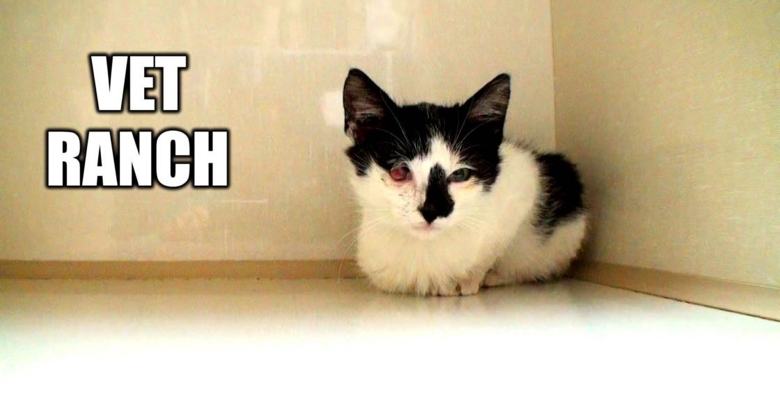 A black-and-white adult cat with dark eye markings sits indoors on a smooth surface against light-colored walls and flooring.