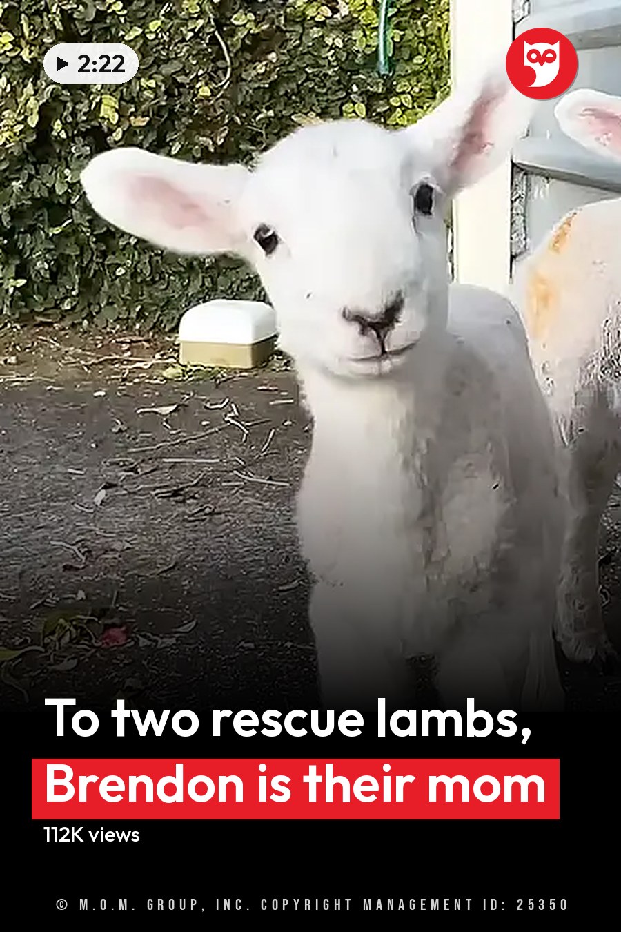 Two young lambs with white coats and pink ears near a corrugated metal wall outdoors, possibly spring or summer, with greenery around. The headline runs in white letters across the lower third.