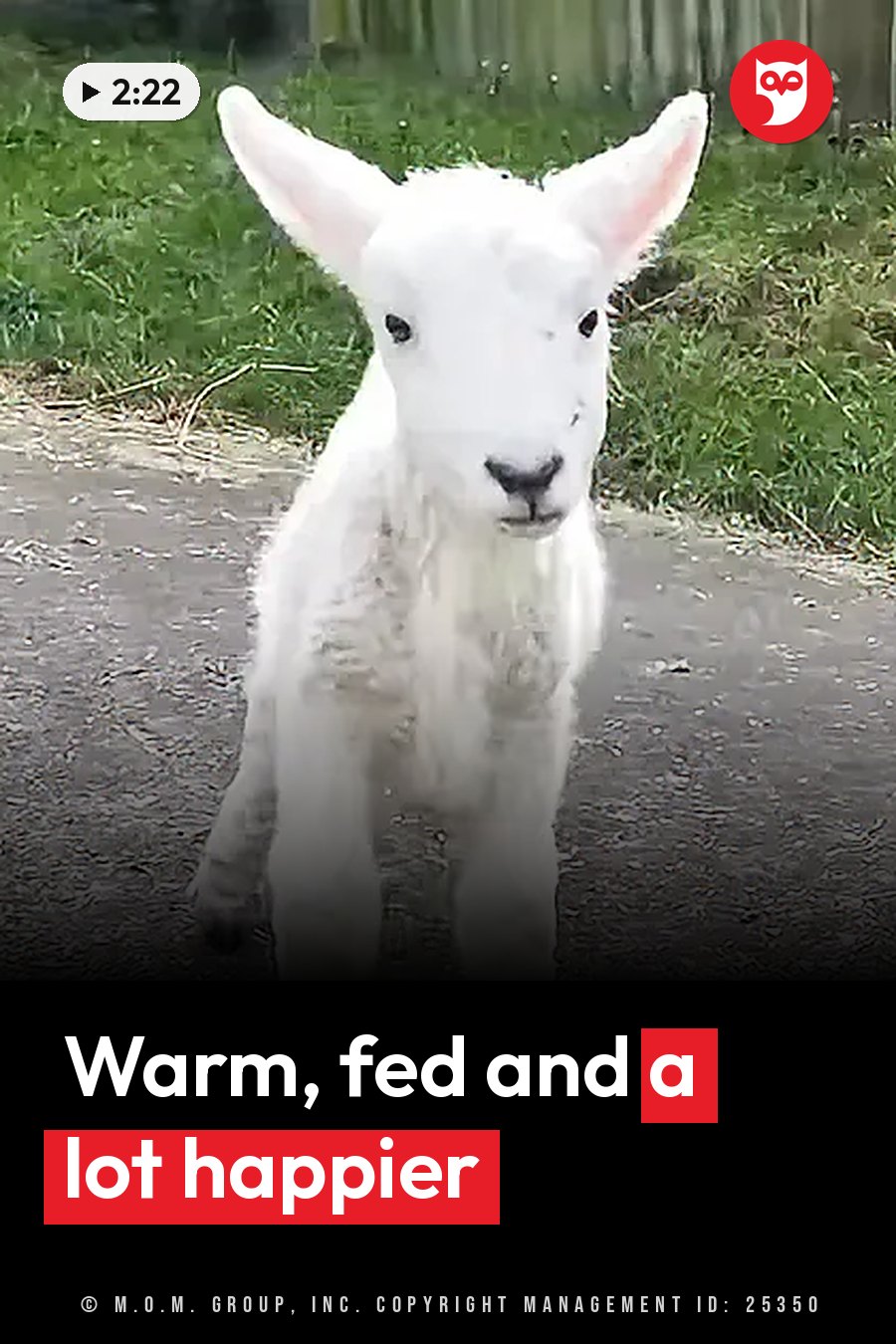 A small white lamb with large ears and dark eyes stands on a path, facing forward. A headline runs in white letters across the lower third.